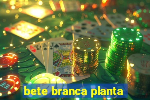 bete branca planta